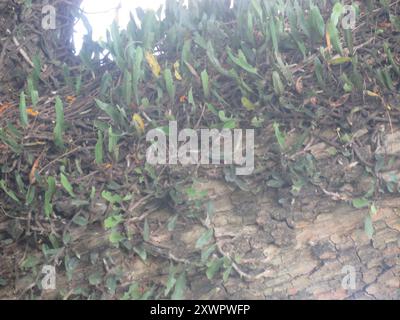 Snakeferns (microgramma) Plantae Foto Stock