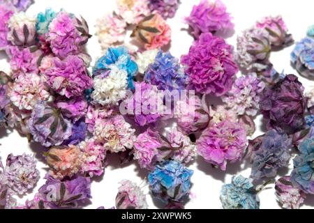 I piccoli fiori floreali bebè respirano su sfondo bianco per matrimoni o design Foto Stock