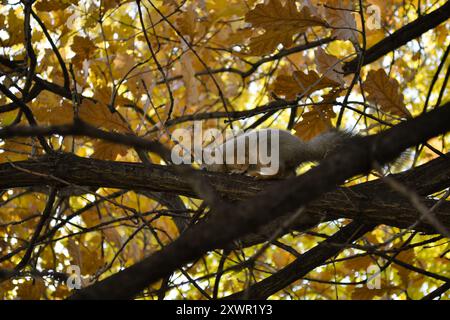 Uno scoiattolo curioso siede su un ramo di un albero autunnale e guarda in basso Foto Stock