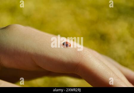 Una piccola coccinella si siede sul dito di una mano umana su uno sfondo giallo Foto Stock