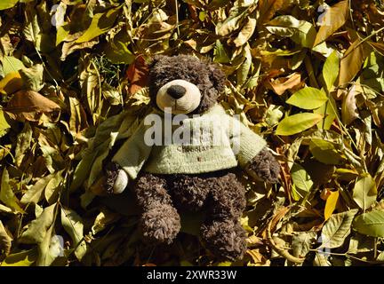 Un orsacchiotto in un maglione giace sul prato tra le foglie cadute in autunno Foto Stock