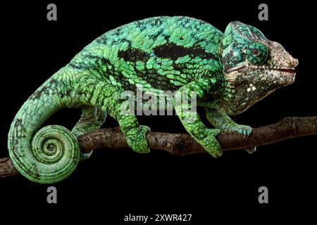 Camaleonte a cascata piatta (Calumma globifer) maschio Foto Stock