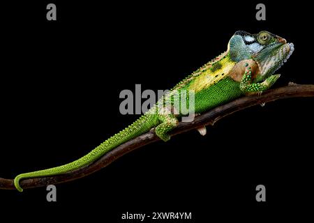 Knysna camaleonte nano (Bradypodion damaranum) maschio Foto Stock