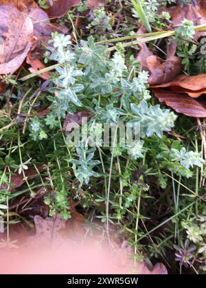 Hedge Bedstraw (Galium mollugo) Plantae Foto Stock