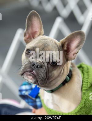 Bulldog francese di colore chiaro che guarda la fotocamera con una testa piastrellata Foto Stock