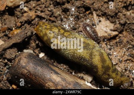 Green Cellar Slug (Limacus maculatus) Mollusca Foto Stock