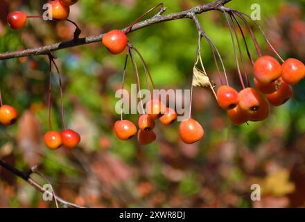 Mele di granchio mature appese in fila su un ramo d'albero Foto Stock