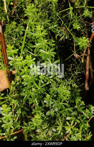 Hedge Bedstraw (Galium mollugo) Plantae Foto Stock
