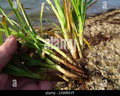 Plantae per sedge distan (Carex distans) Foto Stock