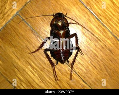Cockroach orientale (Blatta orientalis) Insecta Foto Stock
