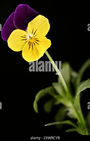 Scatto in studio (immagine sovrapposta) di un fiore viola "ala viola" su sfondo nero Foto Stock