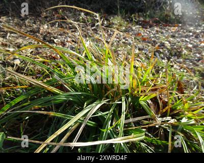 Plantae per sedge distan (Carex distans) Foto Stock