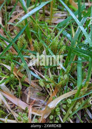 Piazza Moss Gooseneck (Rhytidiadelphus Square) Plantae Foto Stock