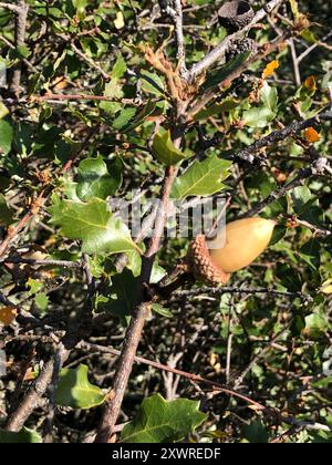 Quercia della California (Quercus berberidifolia) Plantae Foto Stock