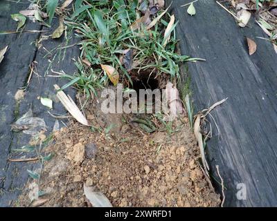 Taiwan Pangolin (Manis pentadactyla pentadactyla) Mammalia Foto Stock