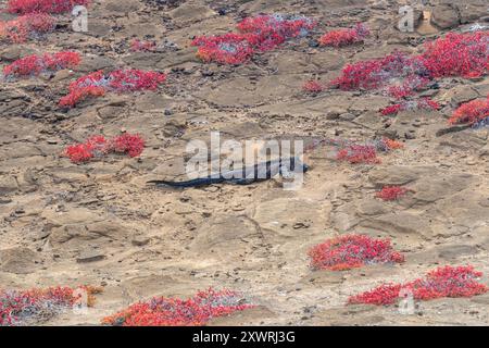 Iguana marina delle Galapagos (Amblyrhynchus cristatus) con corna di mare (Sesuvium portulacastrum), isola Espanola, parco nazionale delle Galapagos, Ecuador. Foto Stock