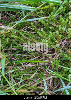 Piazza Moss Gooseneck (Rhytidiadelphus Square) Plantae Foto Stock