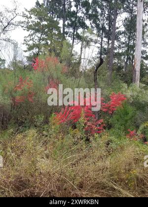 Brillante sumac (Rhus copallinum) Plantae Foto Stock