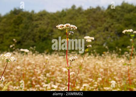 Campo con grano saraceno in fiore Foto Stock