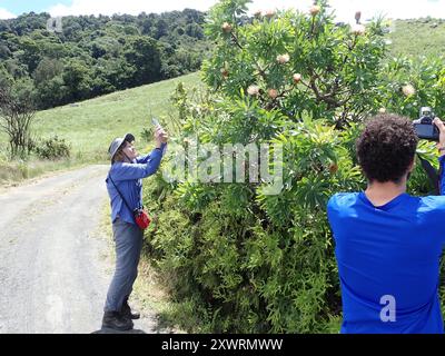 Comune Sugarbush (Protea caffra caffra) Plantae Foto Stock