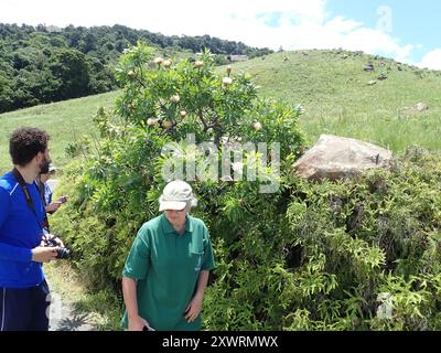 Comune Sugarbush (Protea caffra caffra) Plantae Foto Stock