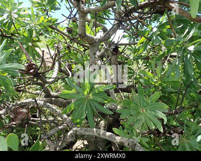 Comune Sugarbush (Protea caffra caffra) Plantae Foto Stock