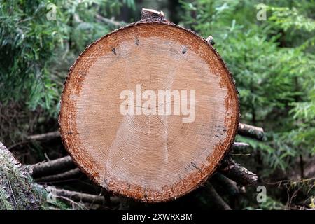 Vista dettagliata di un albero appena tagliato, che mostra gli intricati schemi annuali degli anelli e la grana naturale del legno. Foto Stock