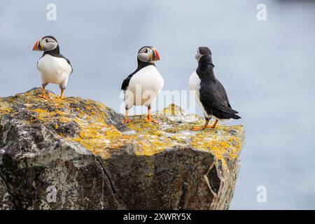 Gruppo di pulcinelle di mare atlantiche, Fratercula arctica, camminando e cercando tra campanelli e erba amici, chiacchierando e socializzando, Maberly Foto Stock