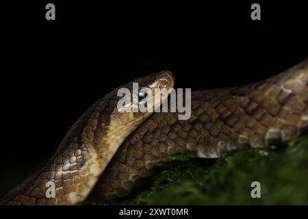 Individuo adulto di Serpente Kukri di noce (Oligodon juglandifer). Foto Stock