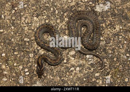 Giovanile di Noce Kukri Snake (Oligodon juglandifer). Foto Stock