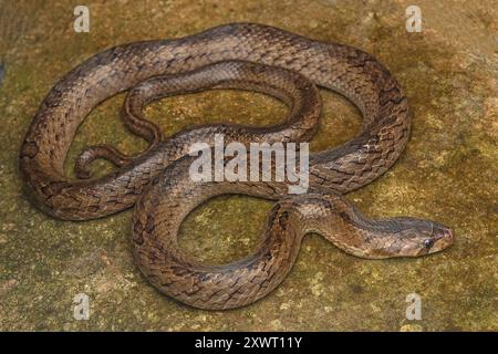 Individuo adulto di Serpente Kukri di noce (Oligodon juglandifer). Foto Stock