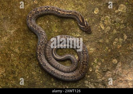 Giovanile di Noce Kukri Snake (Oligodon juglandifer). Foto Stock