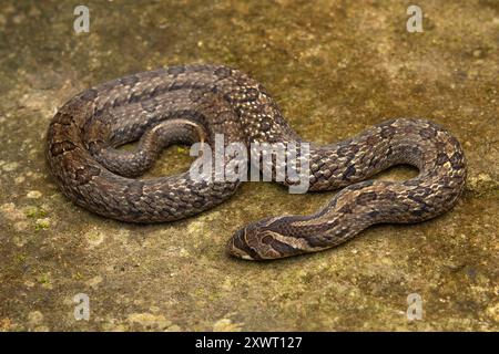 Giovanile di Noce Kukri Snake (Oligodon juglandifer). Foto Stock