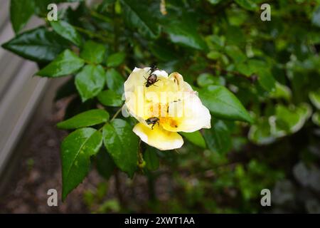 Primo piano di coleotteri giapponesi che mangiano i petali di rosa gialli in un giardino di rose in Ontario, Canada. Foto Stock