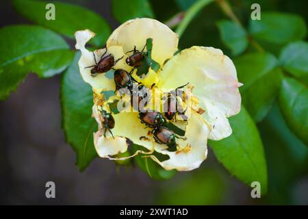 Primo piano di coleotteri giapponesi che mangiano i petali di rosa gialli in un giardino di rose in Ontario, Canada. Foto Stock