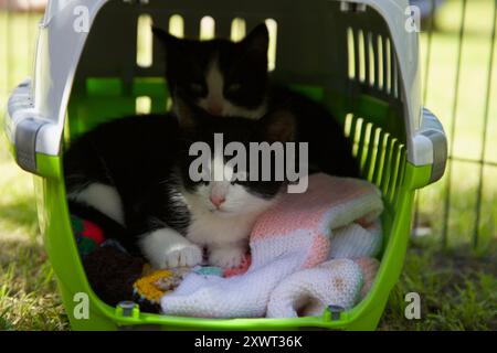 Un paio di gattini smoking bianchi e neri seduti in un trasportino per animali Foto Stock