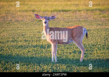 Un cervo mulo (Odocoileus hemionus)doe si trova in un campo nella contea di Lassen in California con le orecchie a lato, indicando attenzione e preoccupazione per il fatto che si tratta di un cervo mulo (Odocoileus hemionus)doe Foto Stock