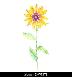 Illustrazione isolata in camomilla rudbeckia con acquerello floreale disegnata a mano per noi in inviti di nozze di design, cartoline, motivi, tessuti, articoli. Foglie Foto Stock