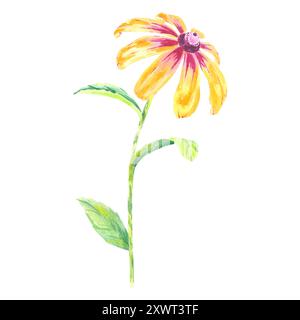 Illustrazione isolata in camomilla rudbeckia con acquerello floreale disegnata a mano per noi in inviti di nozze di design, cartoline, motivi, tessuti, articoli. Foglie Foto Stock