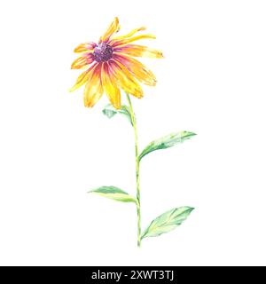 Illustrazione isolata in camomilla rudbeckia con acquerello floreale disegnata a mano per noi in inviti di nozze di design, cartoline, motivi, tessuti, articoli. Foglie Foto Stock