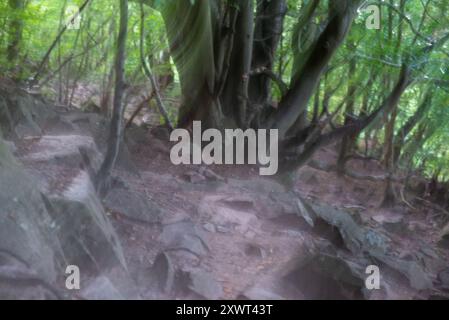 Sentiero forestale etereo e nebbioso in Svezia. Presenta un albero prominente circondato da un terreno roccioso, che evoca sentimenti di mistero e serenità. Perfetto per temi di natura, solitudine ed esplorazione. Foto Stock