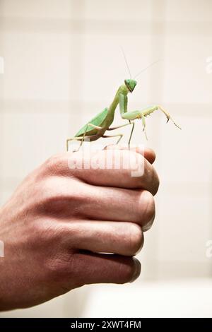 Una dettagliata immagine ravvicinata di una mantide verde che prega appoggiata su una mano umana. La scena cattura un momento di armonia tra natura e umanità, illustrando pazienza ed equilibrio. Foto Stock