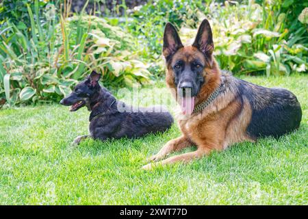 Due cani distesi sull'erba verde Foto Stock