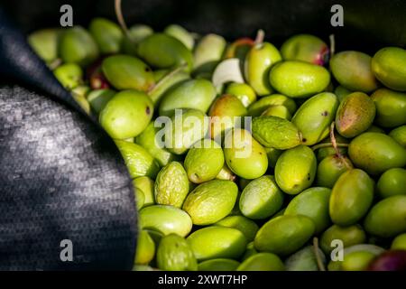 Sottaceti di oliva raccolta di olive per la produzione di olio d'oliva. Cestello pieno di olive durante la raccolta, primo piano. Consistenza di olive verdi raccolte fresche. Foto Stock