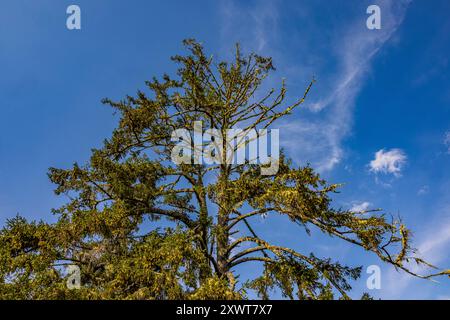 Sitka Spruce, Picea sitchensis, lungo la costa dell'Oceano Pacifico nel Bottle Beach State Park, Washington State, USA Foto Stock