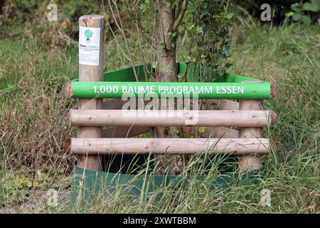 Naturschutz in der Stadt IM Rahmen der Aktion 1000 Bäume Programm Essen wurden zahlreiche Bäume gepflanzt, die auch der Klimaproblematik entgegenwirken sollen. *** Conservazione della natura in città numerosi alberi sono stati piantati come parte della campagna 1000 Trees Program Essen, che è anche destinata a contrastare il problema climatico Foto Stock