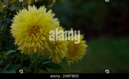 Fiori gialli a forma di peonia Dahlia crisantemo che crescono nel giardino. Coltivazione di fiori decorativi autunnali. Sfondo sfondo. Foto Stock