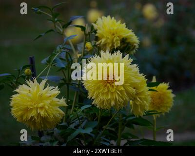 Fiori gialli a forma di peonia Dahlia crisantemo che crescono nel giardino. Coltivazione di fiori decorativi autunnali. Sfondo sfondo. Foto Stock