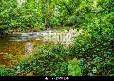 Il fiume Nevern / Afon Nyfer vicino al villaggio di Nevern nel Pembrokeshire, Galles occidentale Foto Stock