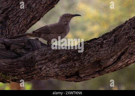 Il Thrasher curvo si erge sul ramo alberato di Mesquite a Tucson, Arizona, Stati Uniti. Uccello selvatico a fuoco selezionato nell'immagine orizzontale. Foto Stock